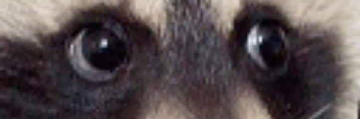 carolcmonsr's profile banner image