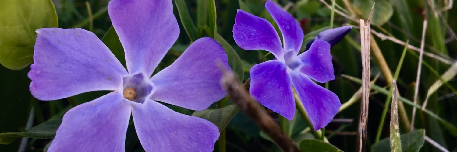 CaitieRoy's profile banner image