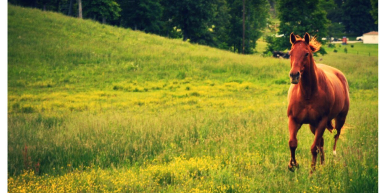 CharlesWestJr's profile banner image