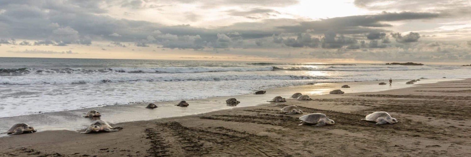 Matt McLaughlin banner