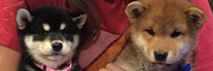 Kklecker31's profile banner image