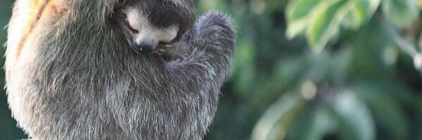 MangoCarl Profile Banner