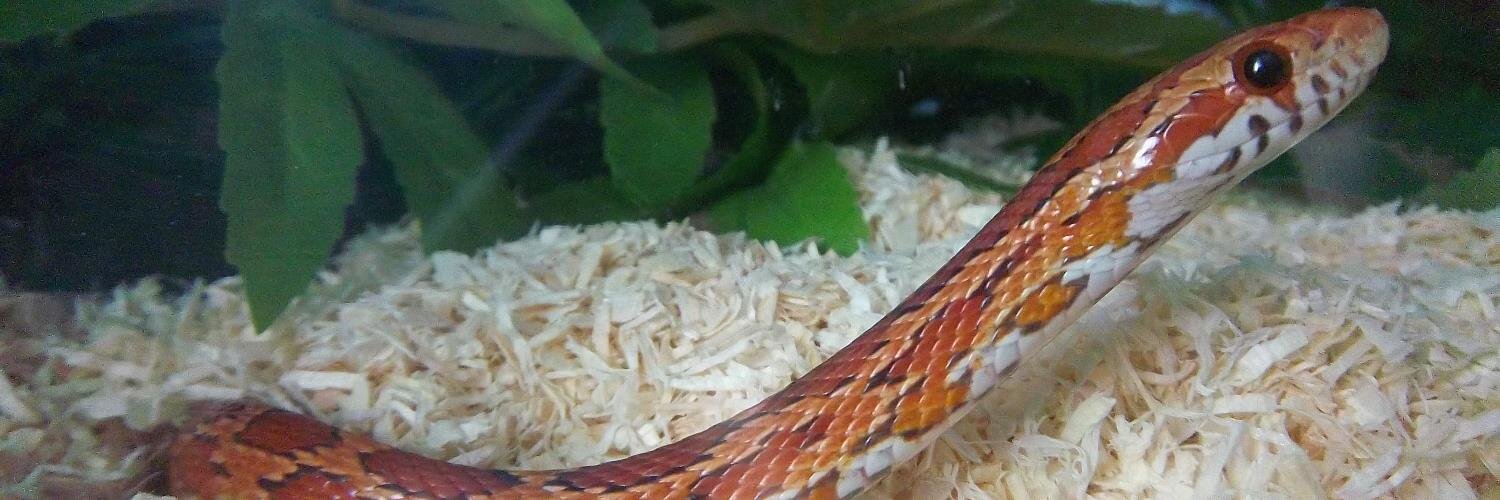 CornSnakeOwners's profile banner image