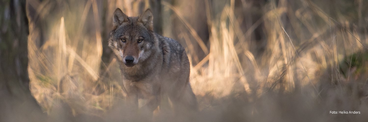 NRW_Wolf's profile banner image