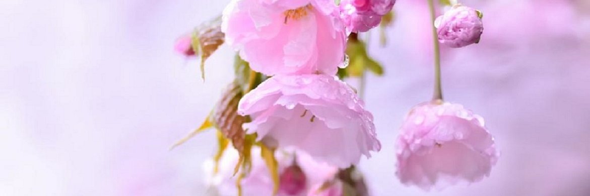 Cassine Gauloise. banner