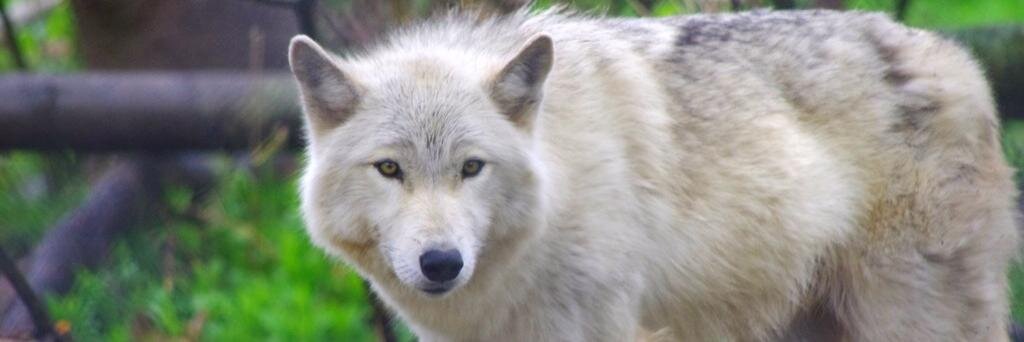 TRWildlifePark's profile banner image