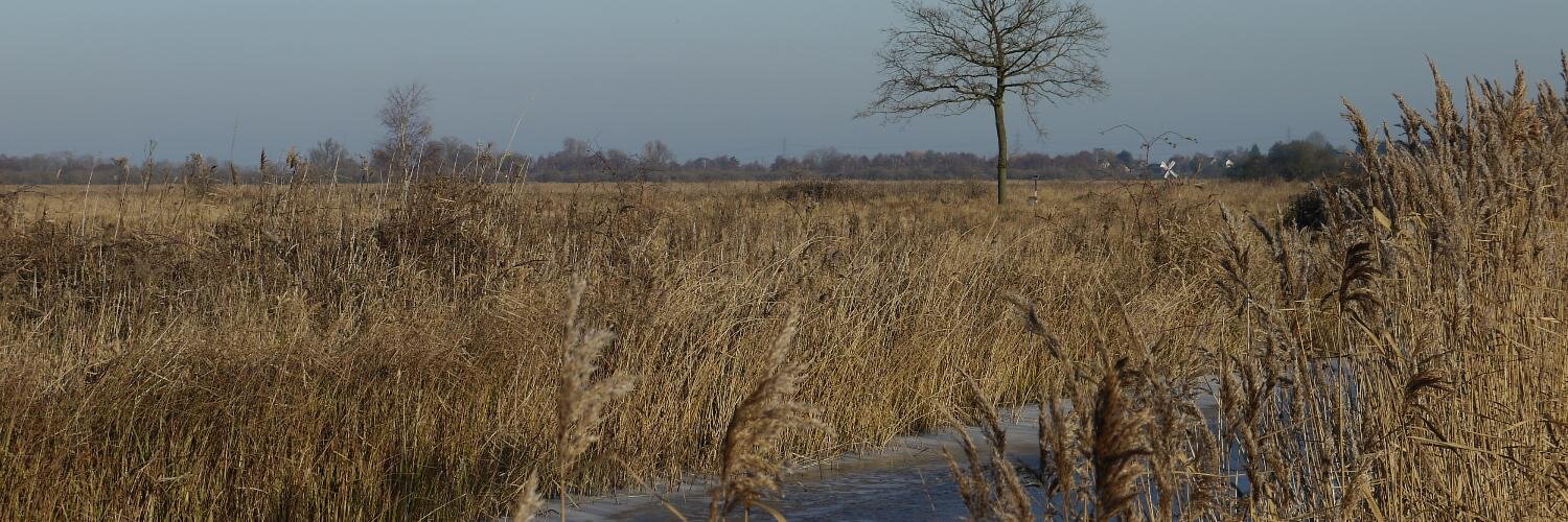 mark thompson banner