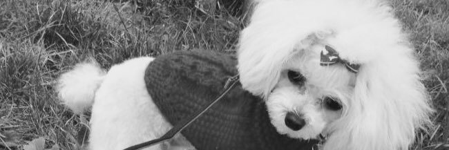GiGiBee68's profile banner image