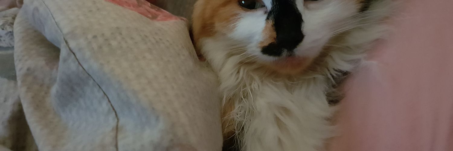 isanas24's profile banner image