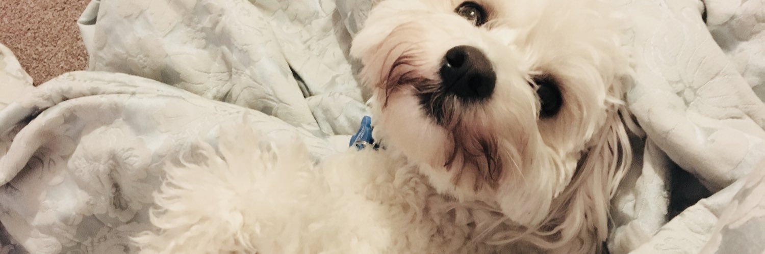 baxterlovesboo's profile banner image