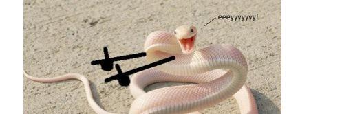 SnakeChronicles's profile banner image