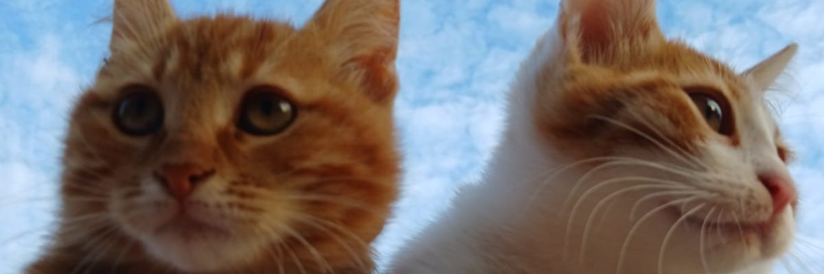 tugceeoksz's profile banner image