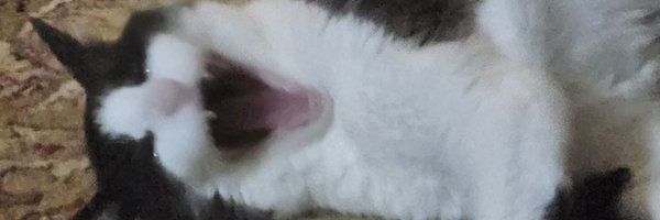FerreroBeh Profile Banner
