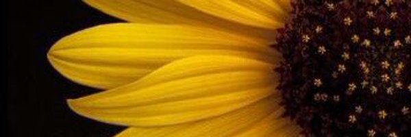 Milypeths Profile Banner