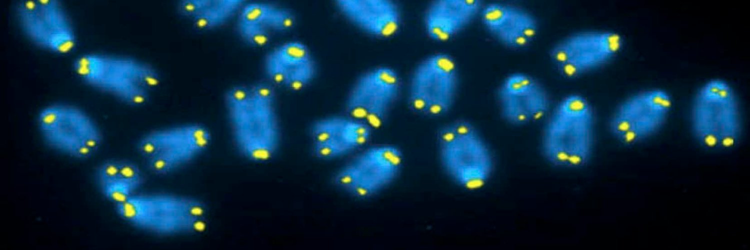 Fabrizio d'Adda di Fagagna banner