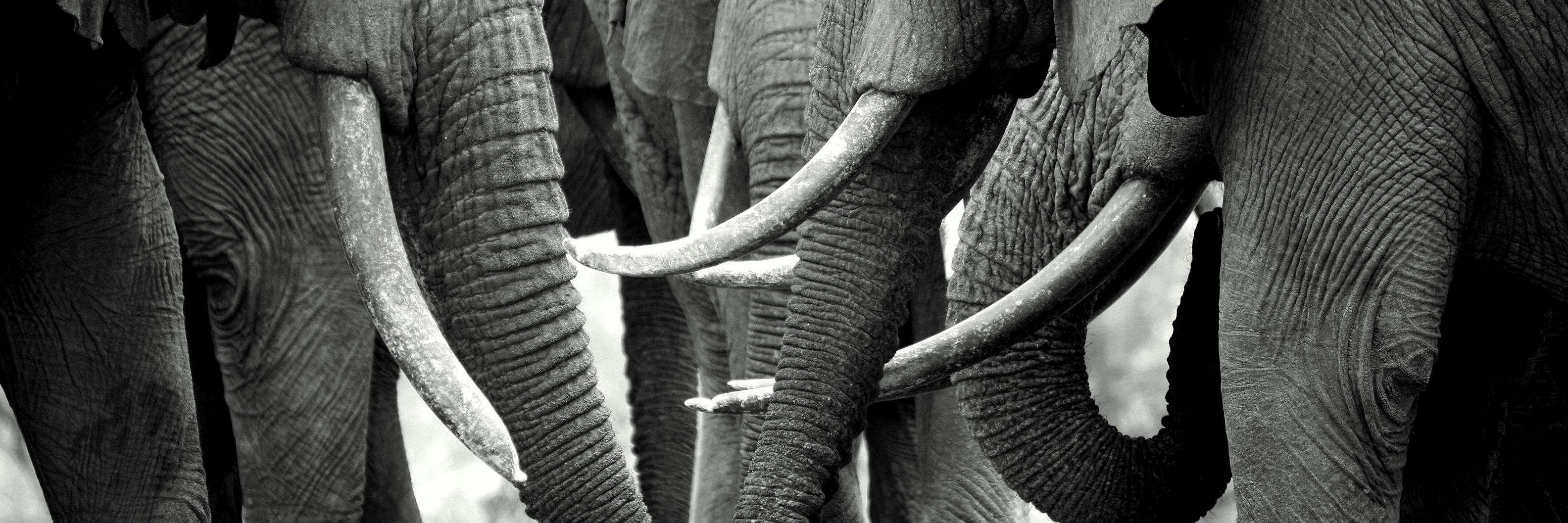 SarahRMalcolm's profile banner image