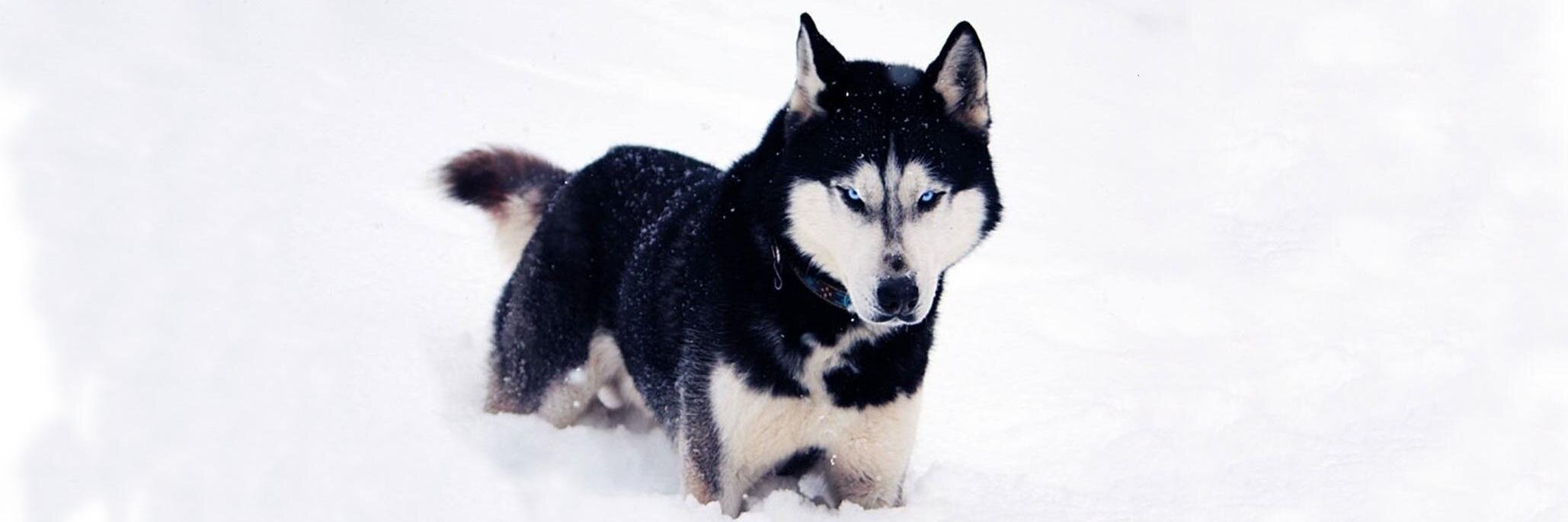 HuskyGizmo's profile banner image