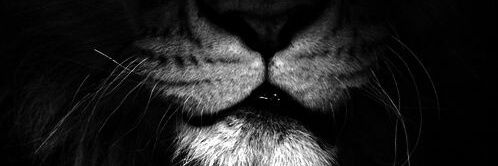 AlbertonSanchez's profile banner image