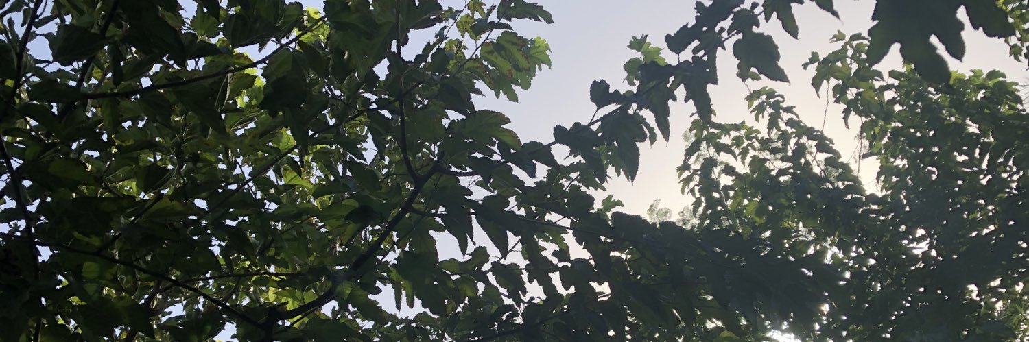 mdgraci's profile banner image