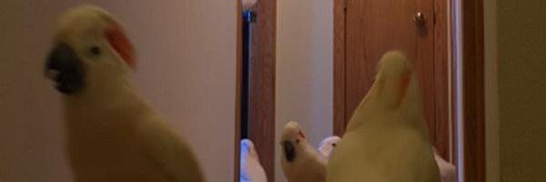 Dark Snappy 🔪🐤 banner