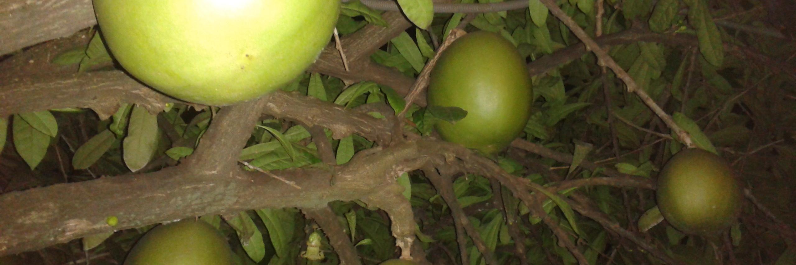 CombetEkani's profile banner image