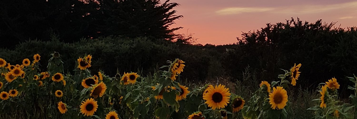 swekjes's profile banner image