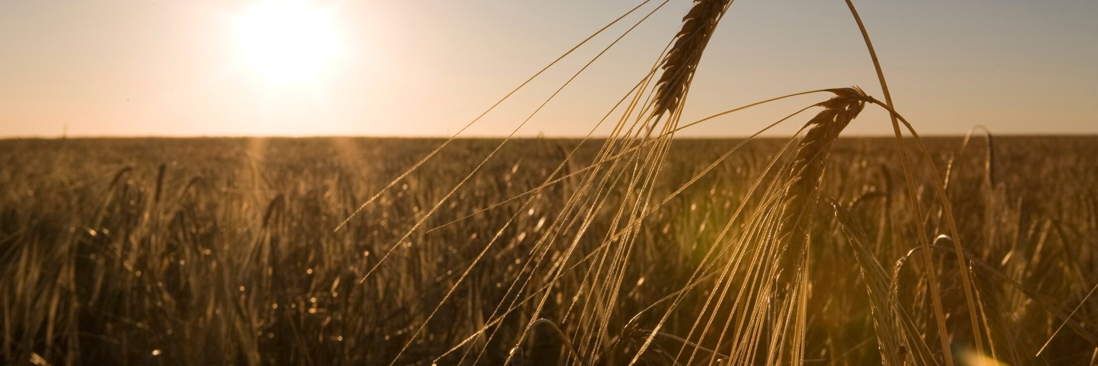 Barley Research banner