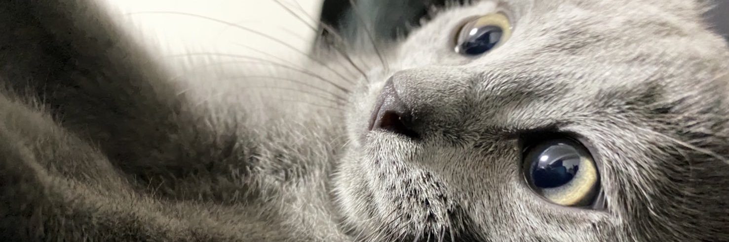 Hqlulu__'s profile banner image