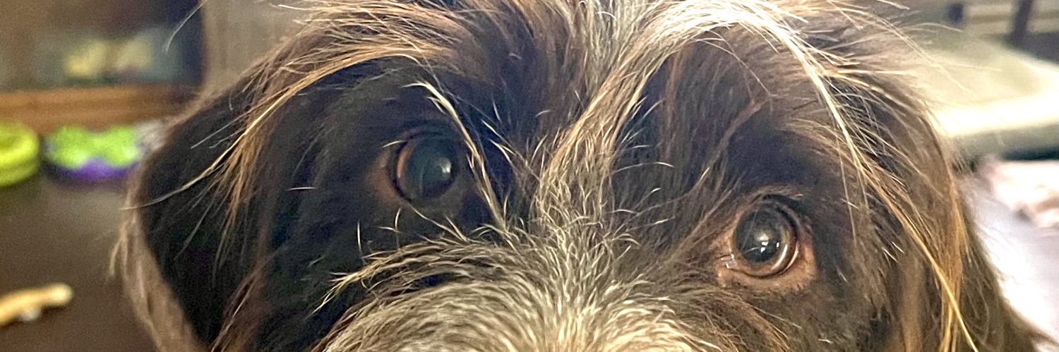 ShellyTrueBlue's profile banner image
