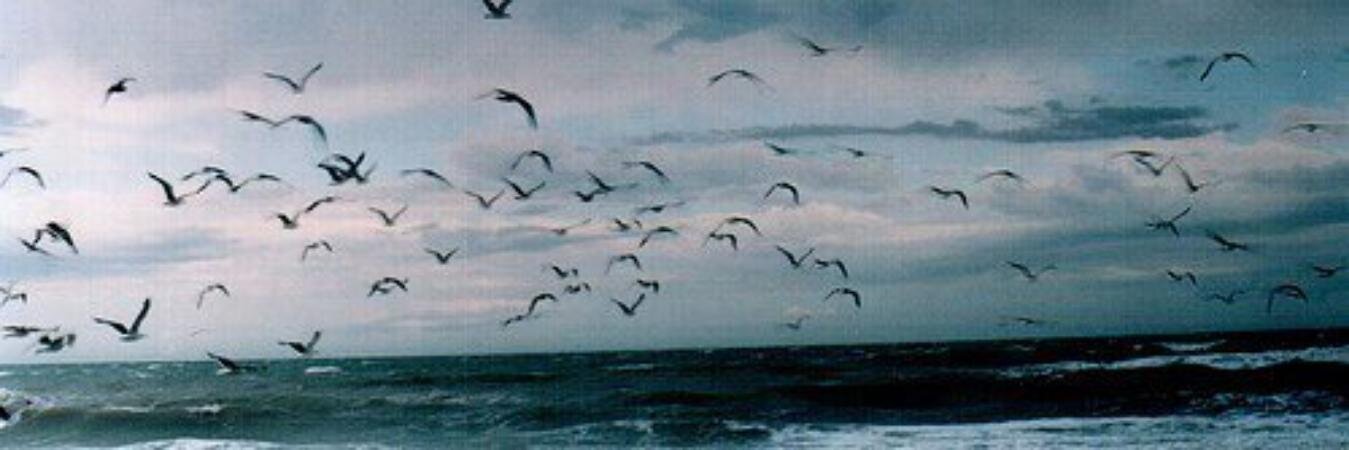 chiara_vecchi12's profile banner image