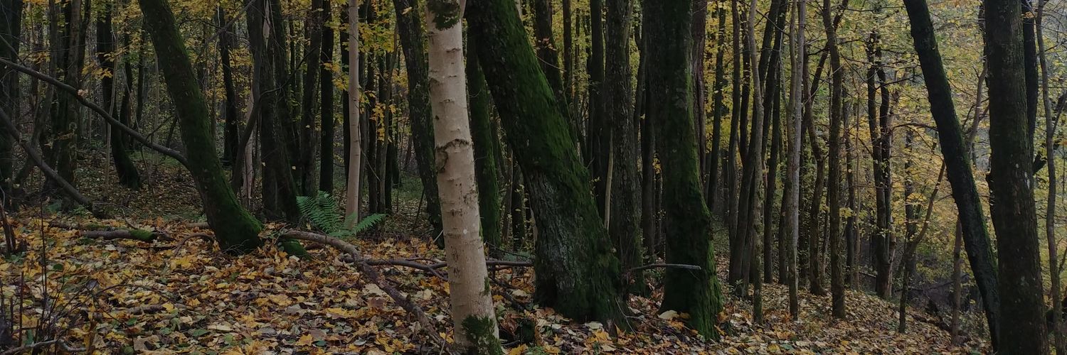 ormenbjorn's profile banner image