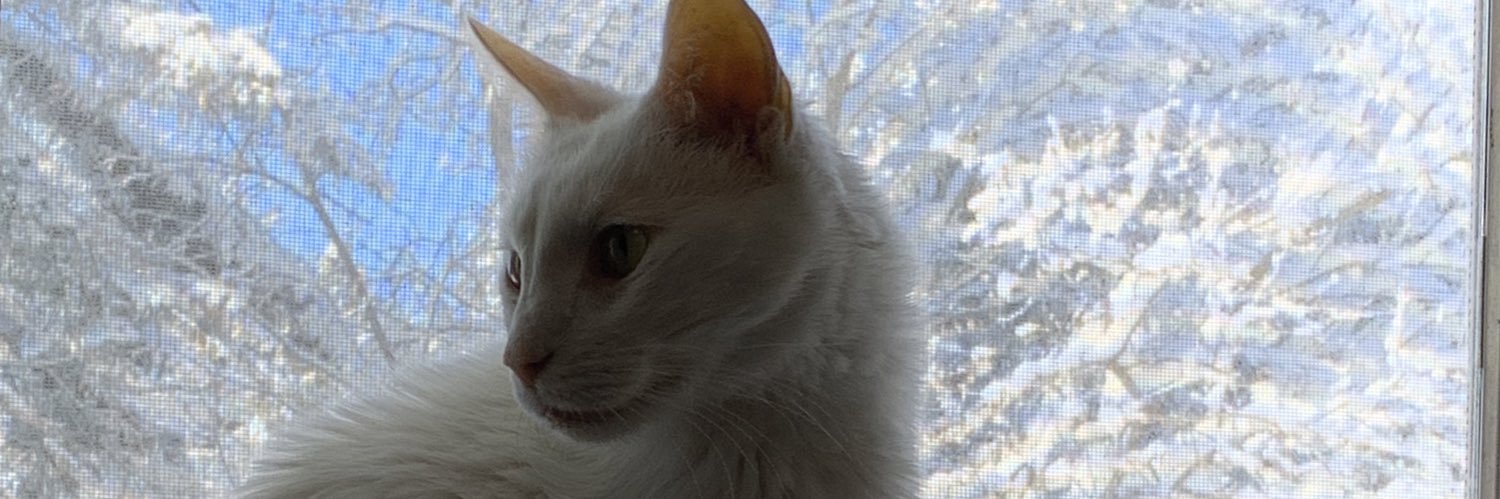 AngelNbutter's profile banner image