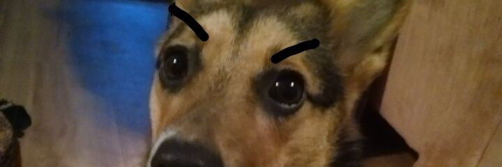 Wendipuca's profile banner image