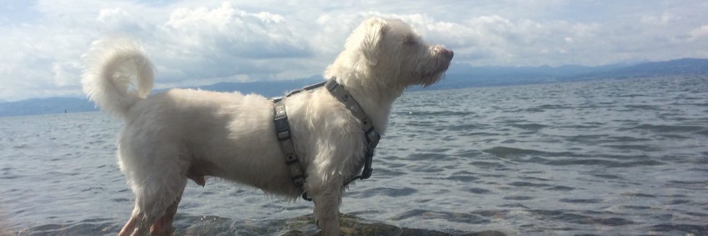 Tanja banner