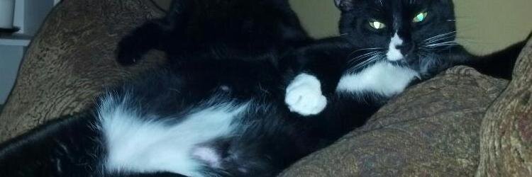 Bobber_Sox's profile banner image
