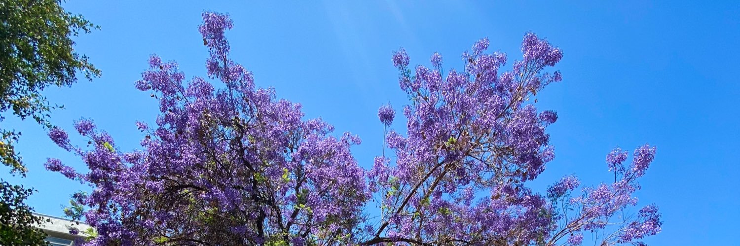 sofía 💐 banner