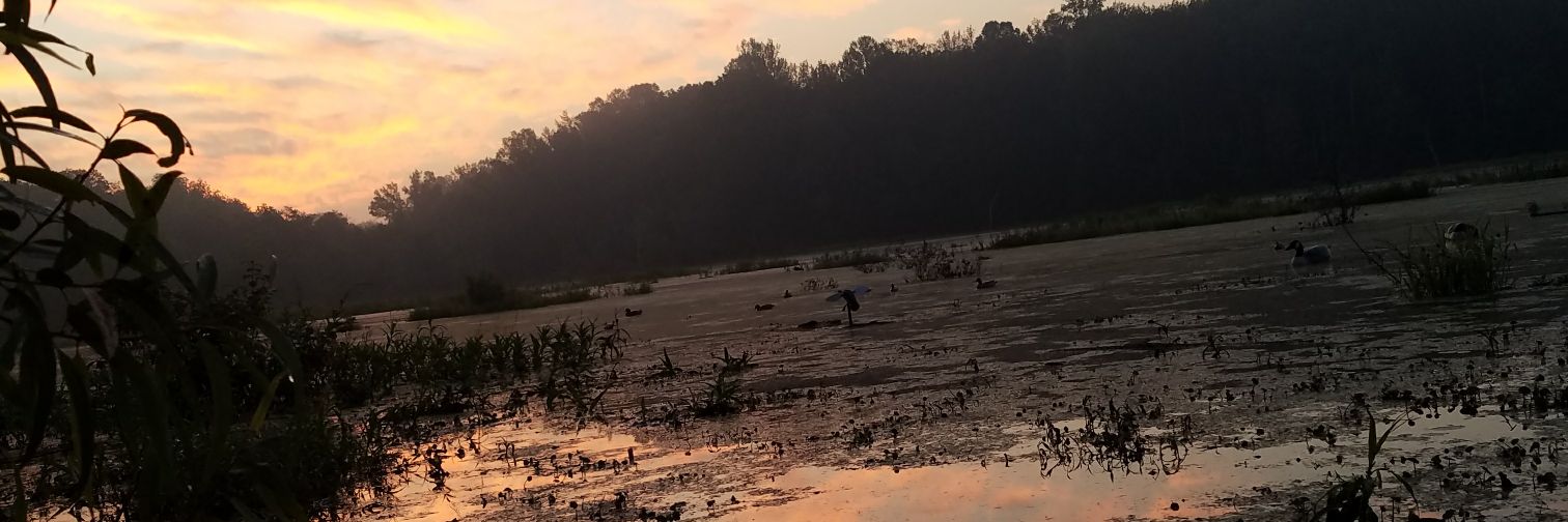 POND_skippy's profile banner image