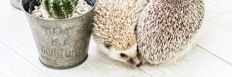 toku kazu｜得本和音（作曲） banner