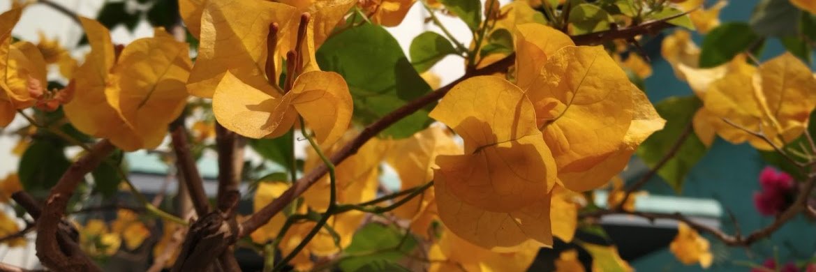 AntaripHalder's profile banner image