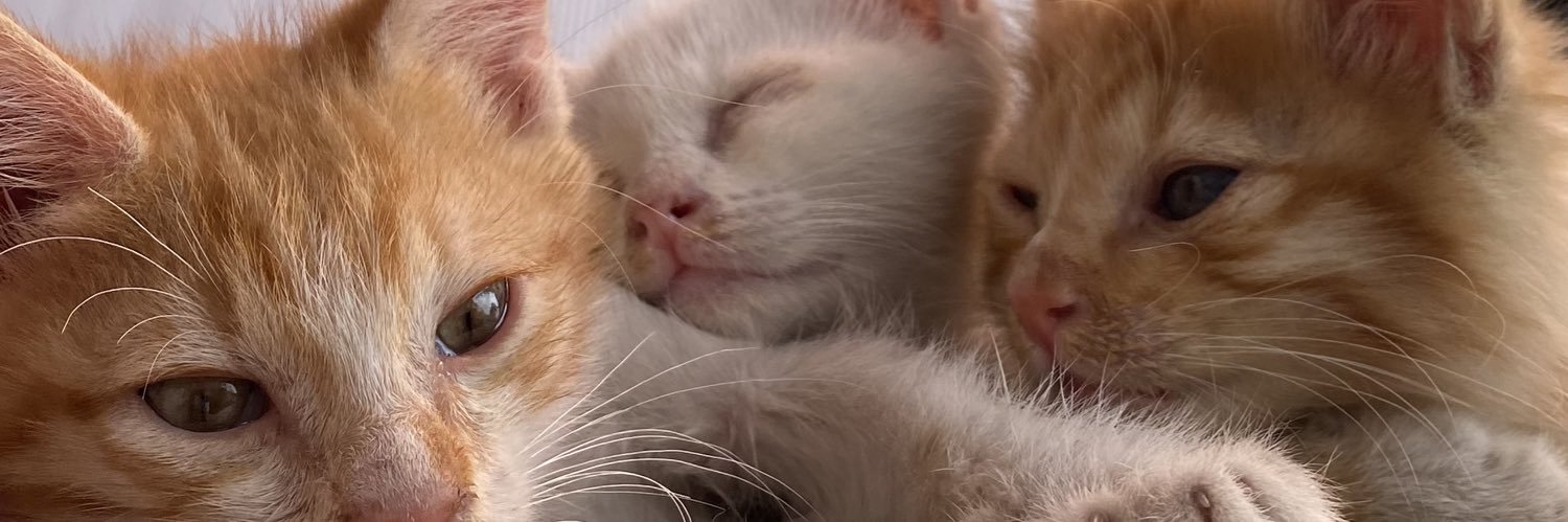 kurcatci's profile banner image