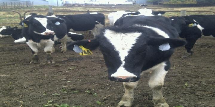 Brad Courtney banner