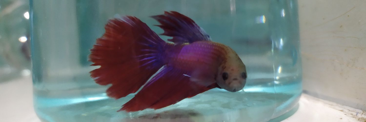 randypt_'s profile banner image