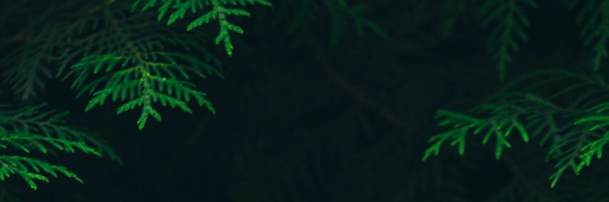 talharst's profile banner image