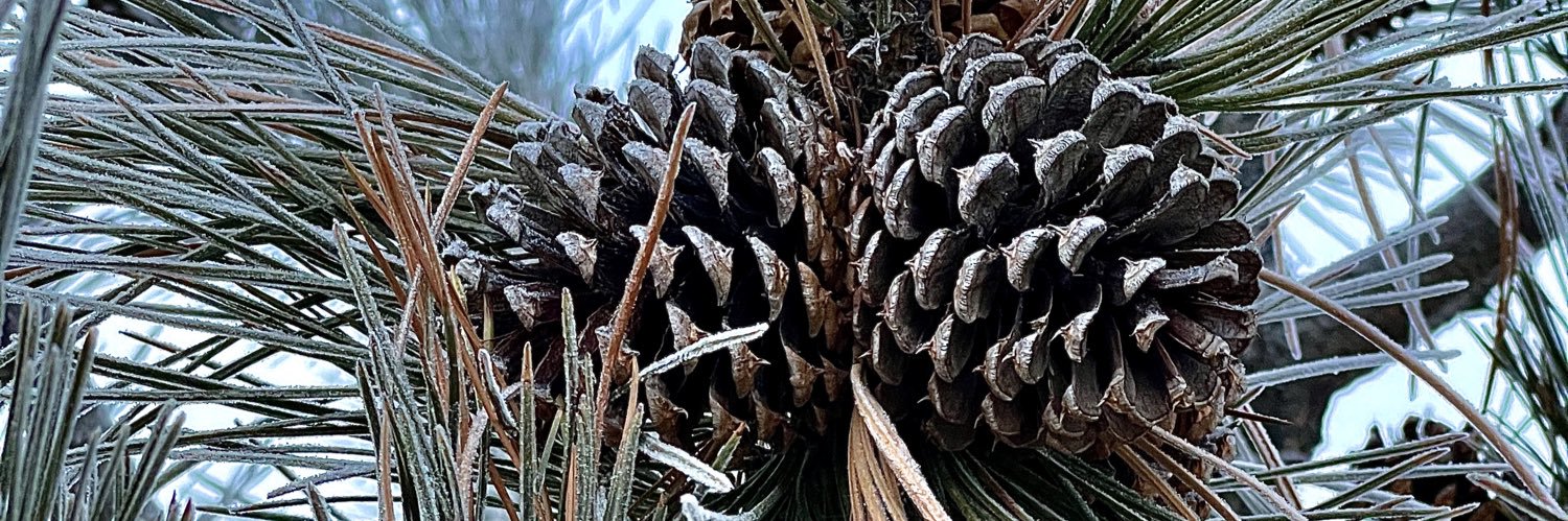 Morgan Laidler 🇨🇦 banner