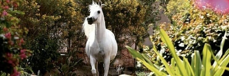 Horses_111's profile banner image