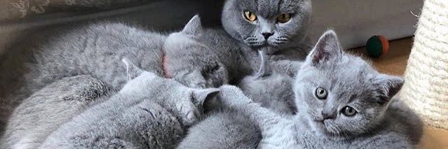 Freedoms cat banner