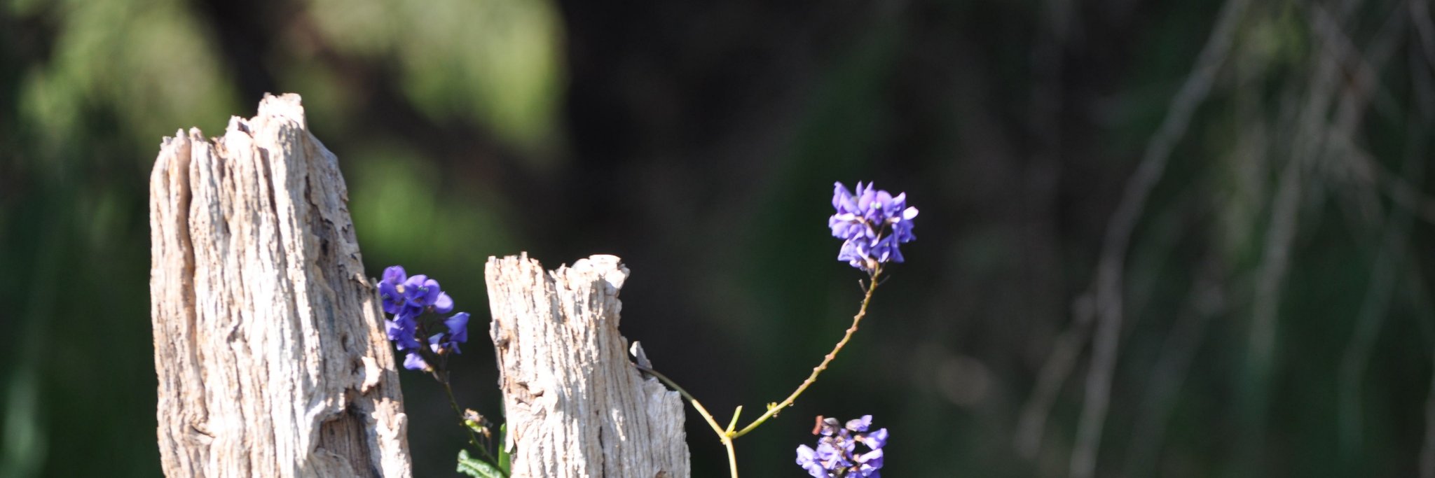 monkeylogicwa's profile banner image