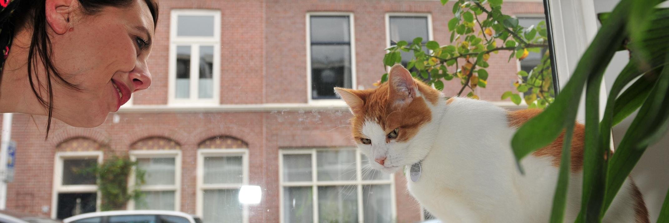 Kattenconsult's profile banner image