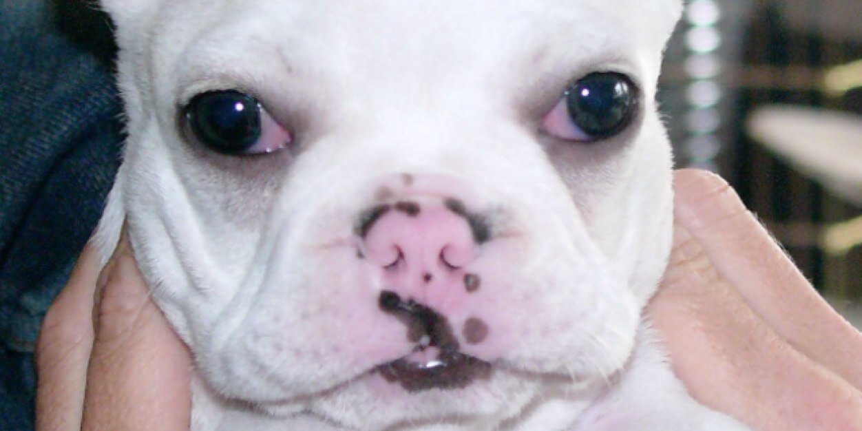 joshua jordan banner