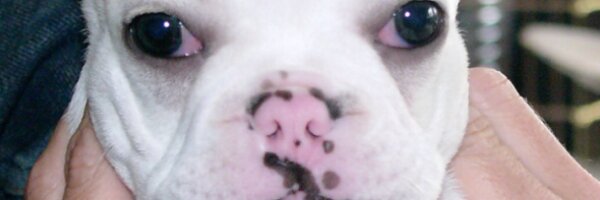 josjor Profile Banner